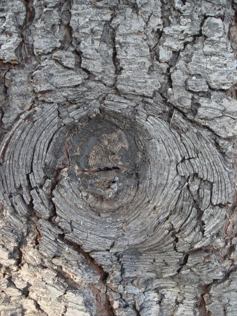 Cedrus libani ecorce 2